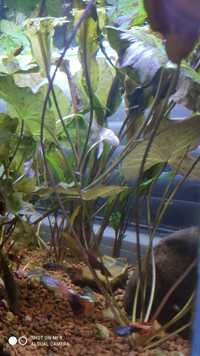 Kryptokoryna wendta/czerwona roślina akwariowa