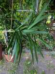 Oddam roślinę palmę