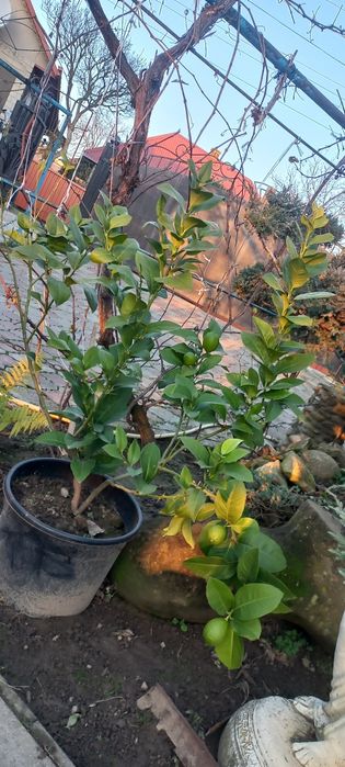 Лимони з плодами