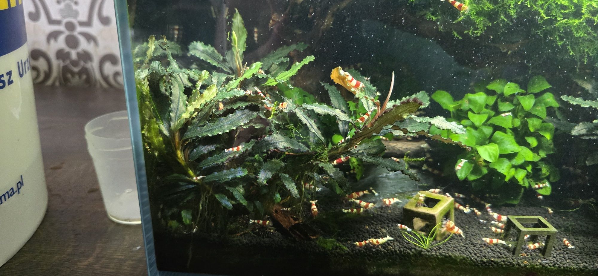 Bucephalandra różne odmiany