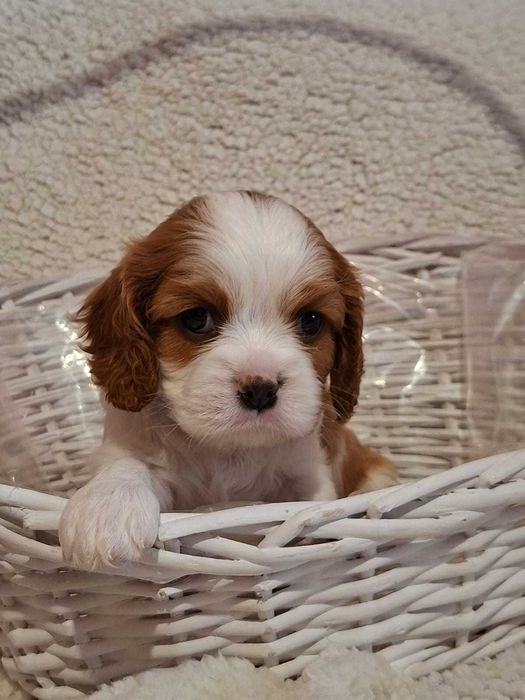 Cavalier King Charles Spaniel FCI ZKwP rodowód, szczeniak, suczka