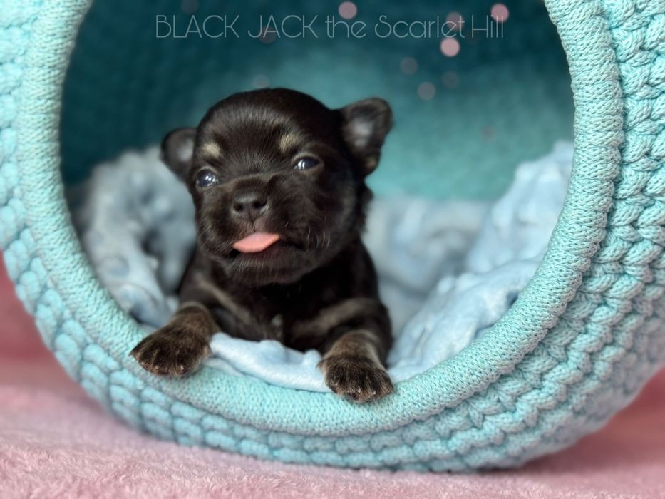 BLACK JACK pies szczenię chihuahua fci zkwp tricolor