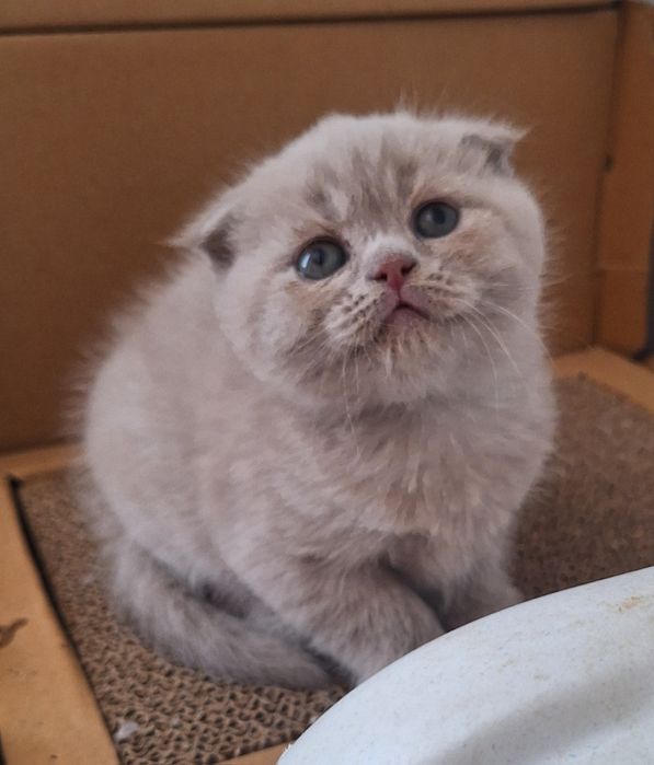 Fêmea scottish fold lilás