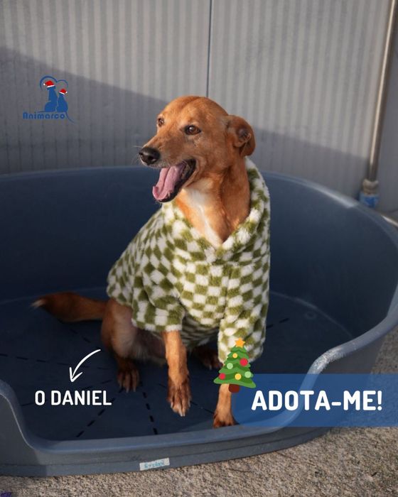 Daniel - cao de porte pequeno medio