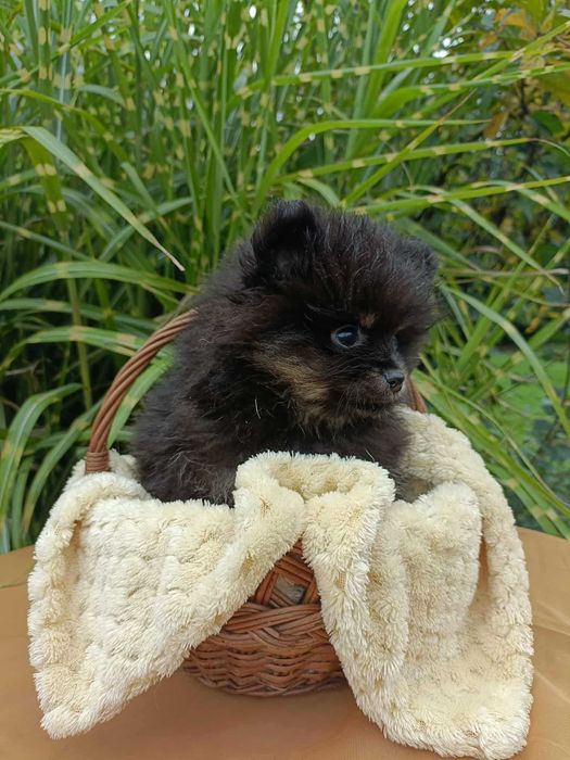 Wzorcowy Mały Szpic i wyjątkowym umaszczeniu Black and tan rodzice FCI