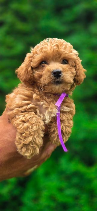 Maltipoo Suczka biosensor test campbella pudel maltańczyk piekne loki