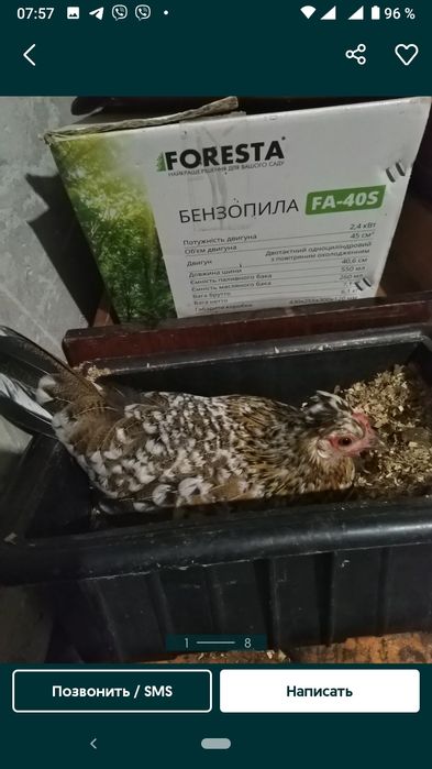 Акция Мини петушки четыре штуки за 300 грн очень красивые разноцветные