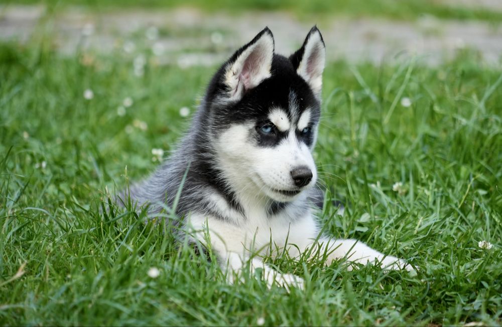 Niebieskooka przepiękna dziewczynka Siberian Husky FCI