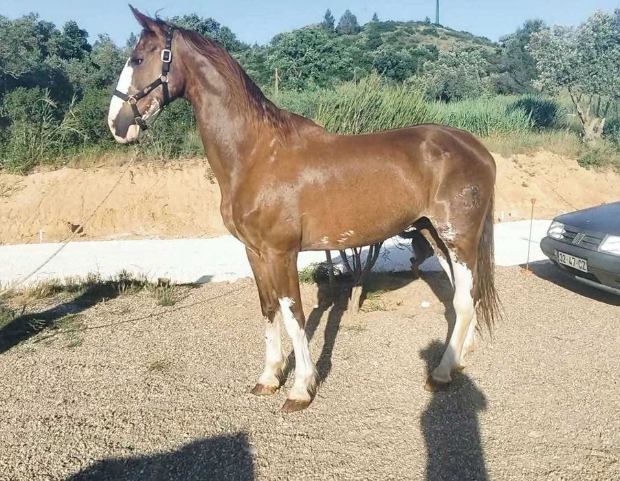 Vendo cavalo kwpn