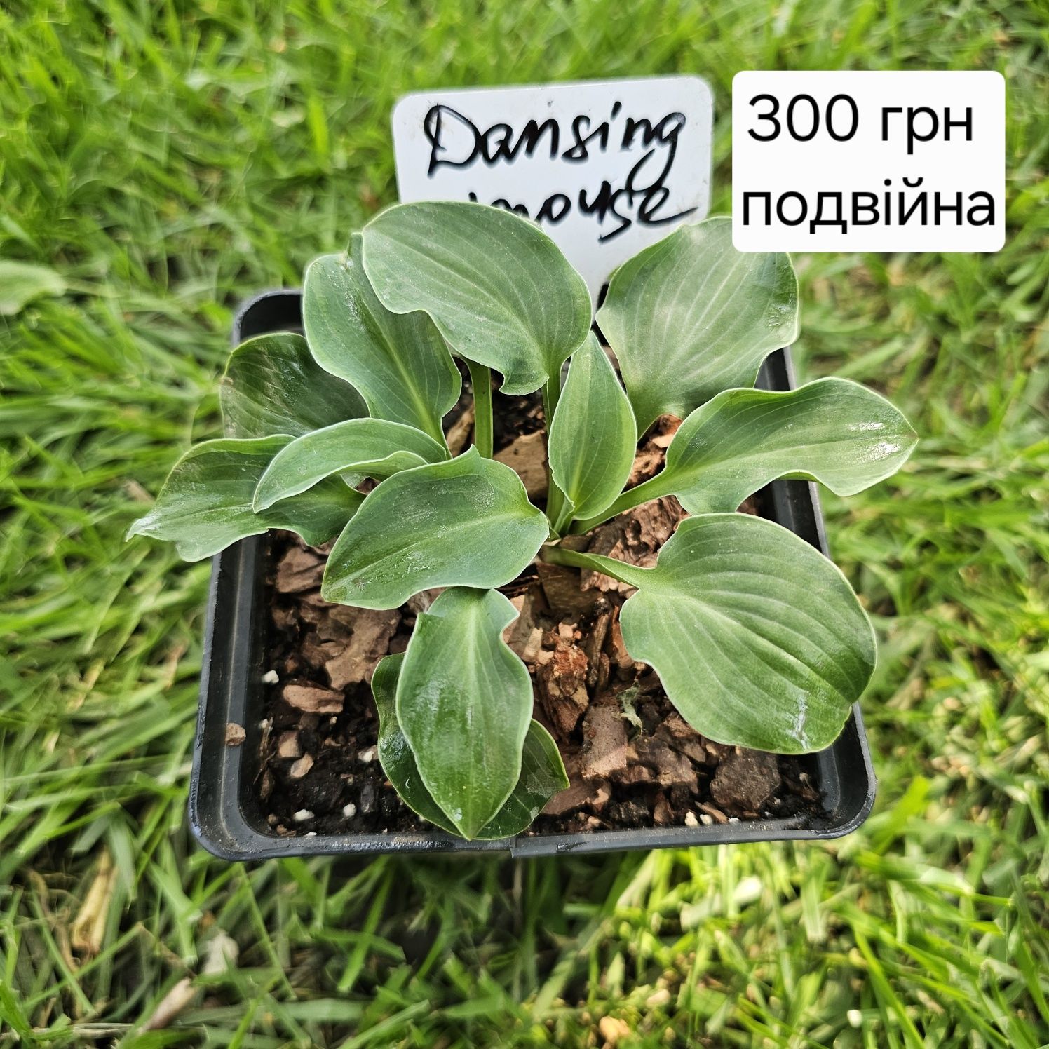 Хости-мишки 200 грн