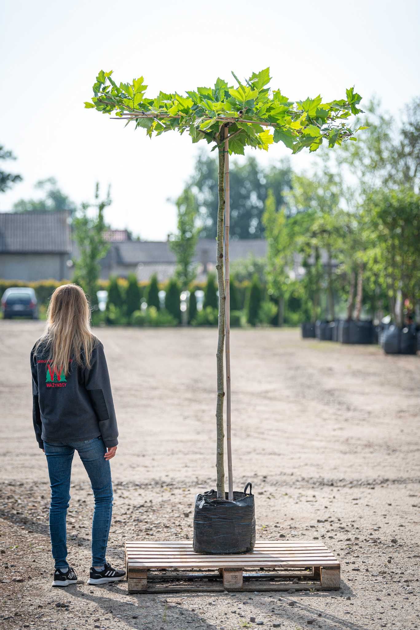 Platan klonolistny PARASOL/ Platanus ×hispanica PARASOL/ TOPIAR/