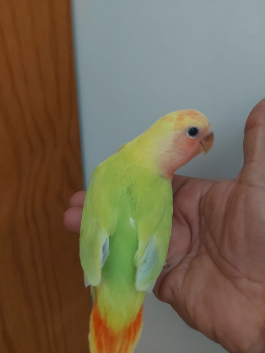 Agapornis domesticado