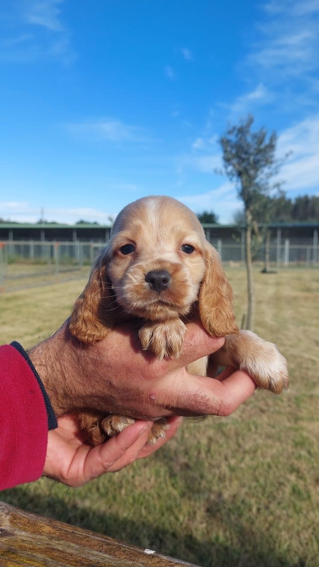 Cachorro cocker spaniel