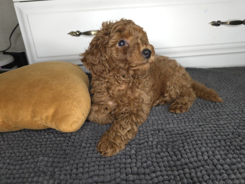 Мальтіпу цуценята — 8 тижнів | Міні-формат | Готові до переїзду!