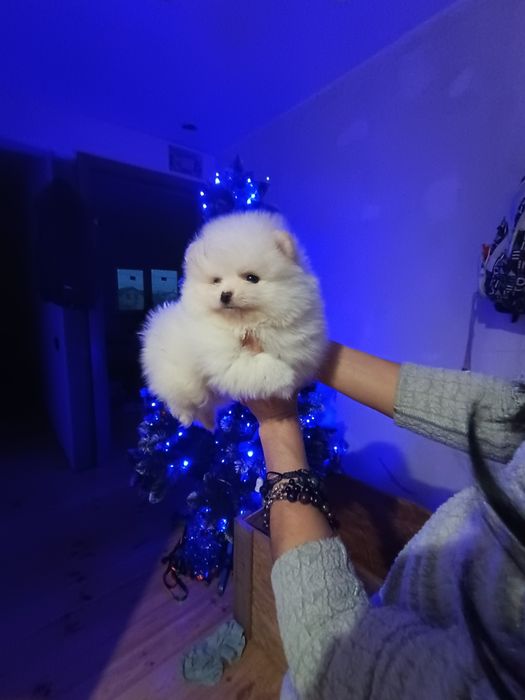 Шпіцулі зі Львова дівчатка!