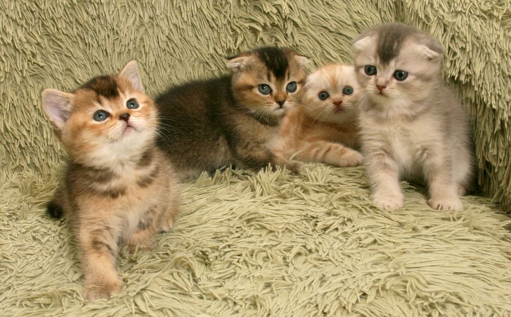 Шотландські кошенята окрас шиншила бронювання