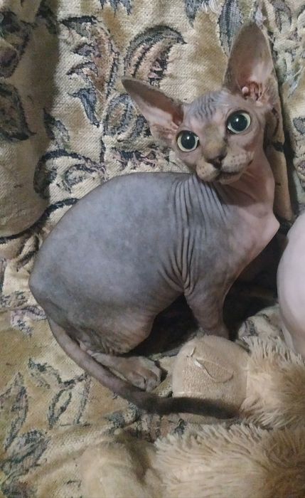 Канадський сфінкс (киці)