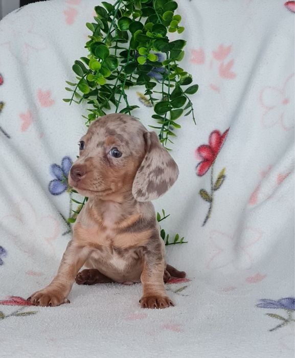 Teckel Arlequim Isabella mini mini kanichen de Qualidade