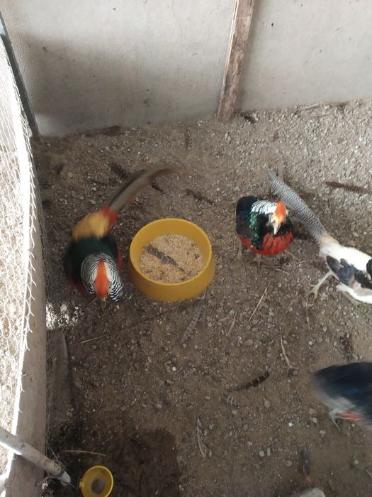 Tenho , ovos galados  de faisoes dourados .