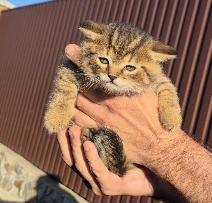 Кошенята в добрі руки