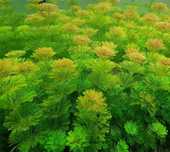 Limnophila sessiliflora ( Planta aquario )
