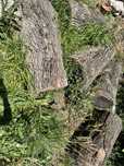 Troncos de arvore 1m