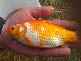 ryby kolorowe karasie złote ryby do oczka