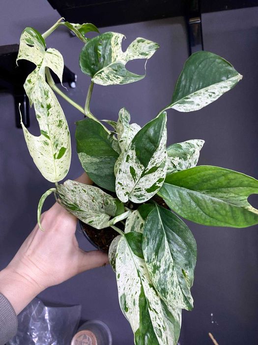 антуріум регал, аглаонема крімсон лав ,епіпремнум марбл кінг та ін