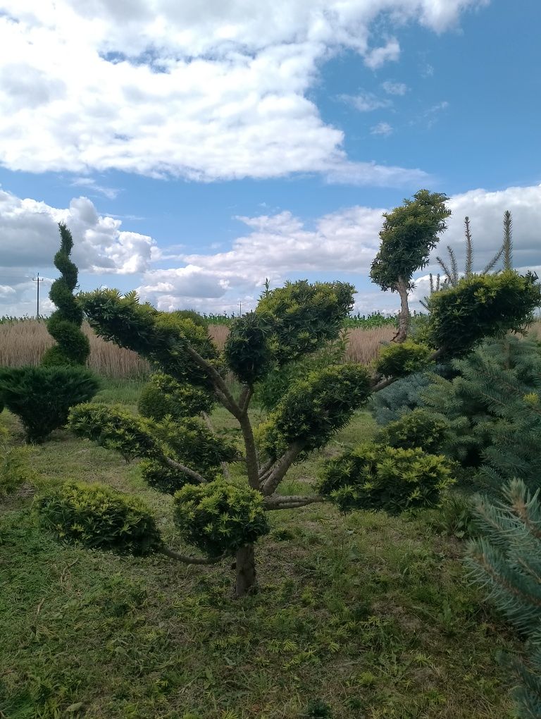 Sprzedam Bonsai ogrodowe