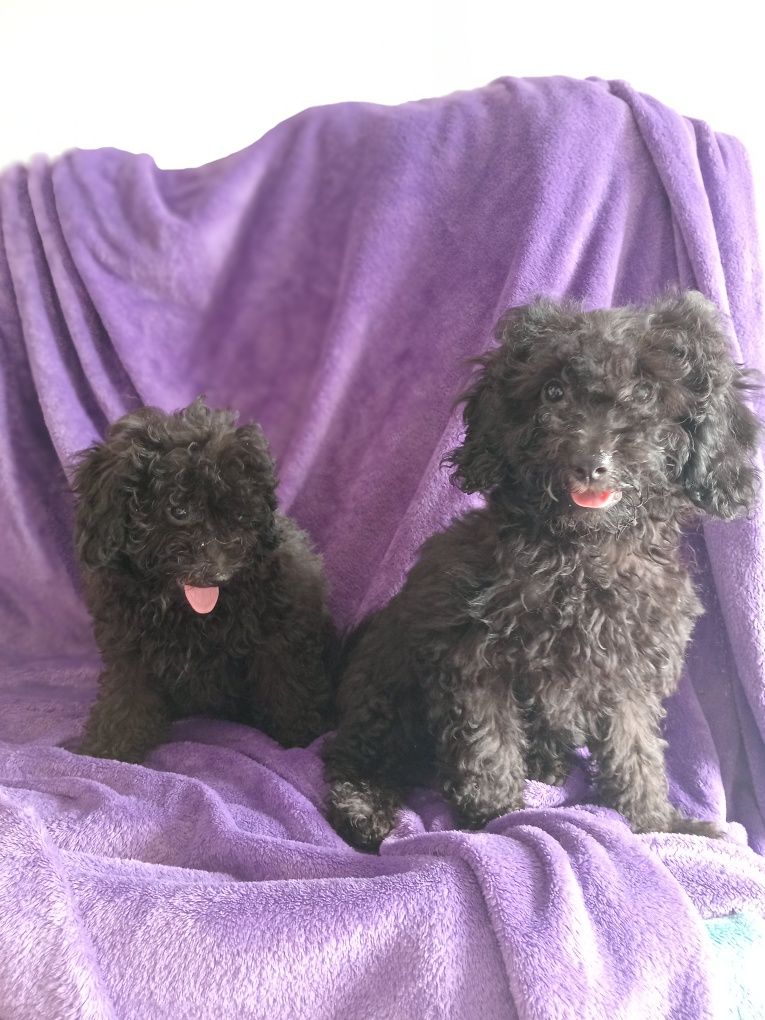 Magnífica femea Caniche Toy