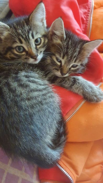 Котята крысоловы