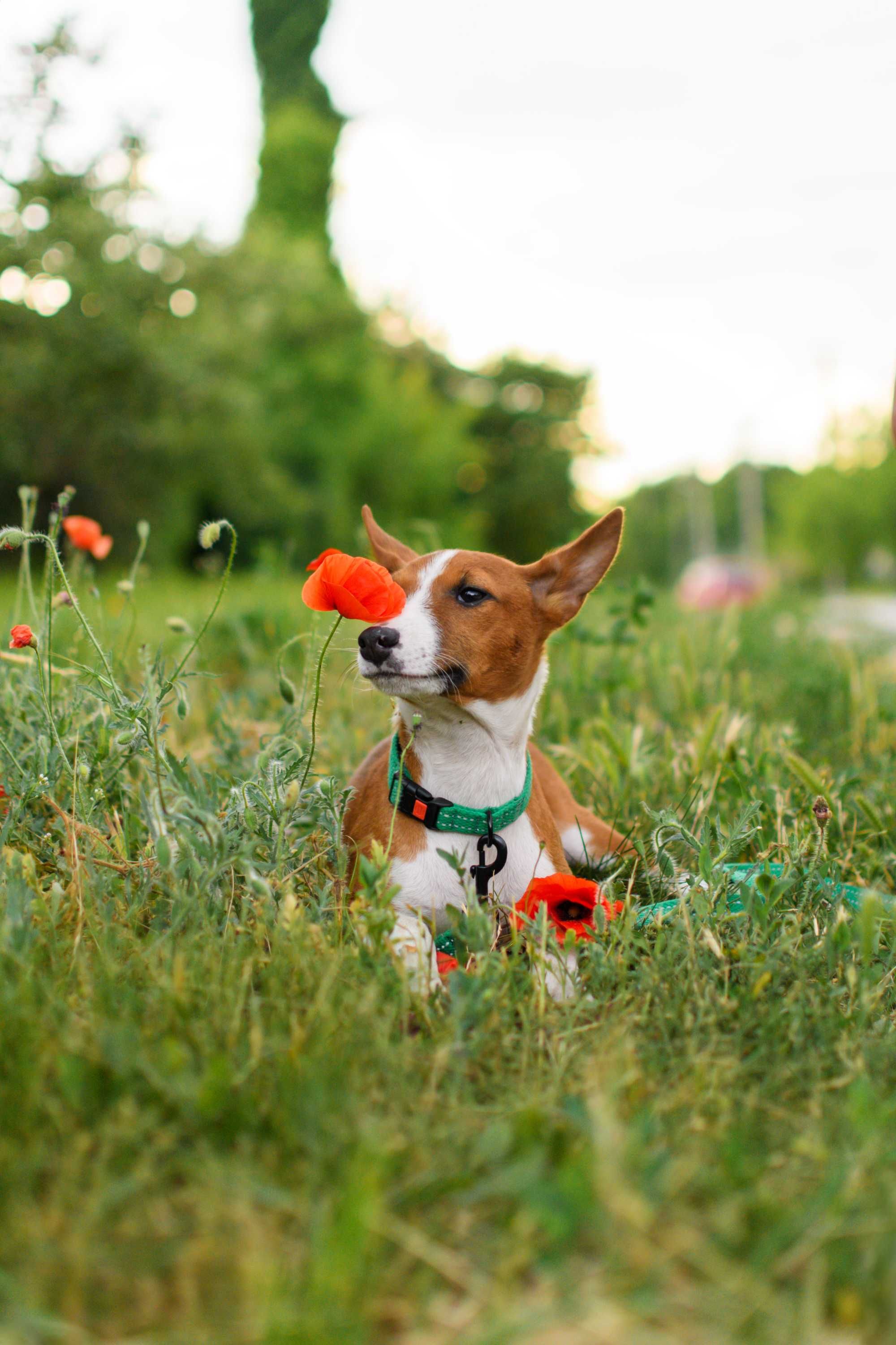 Красивый мальчик басенджи (basenji)