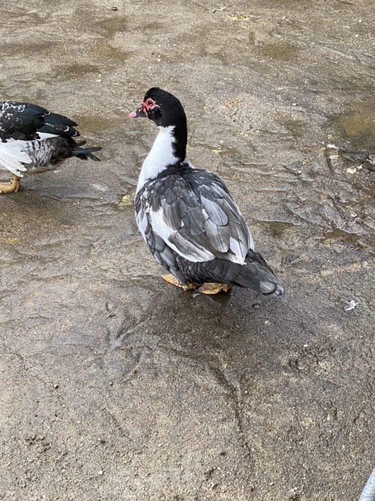 Patos mudos de varias cores.