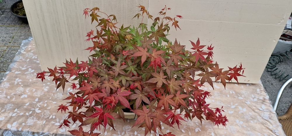 Bonsai Acer palmatum deshojo
