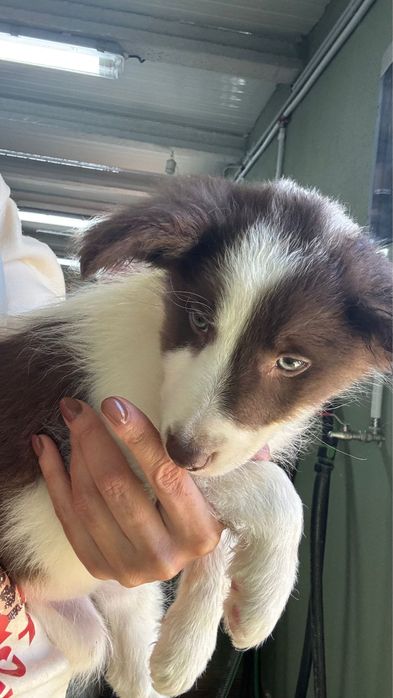 Menino Border Collie