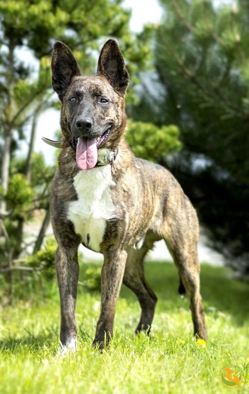 Norman - duży i silny pies do adopcji
