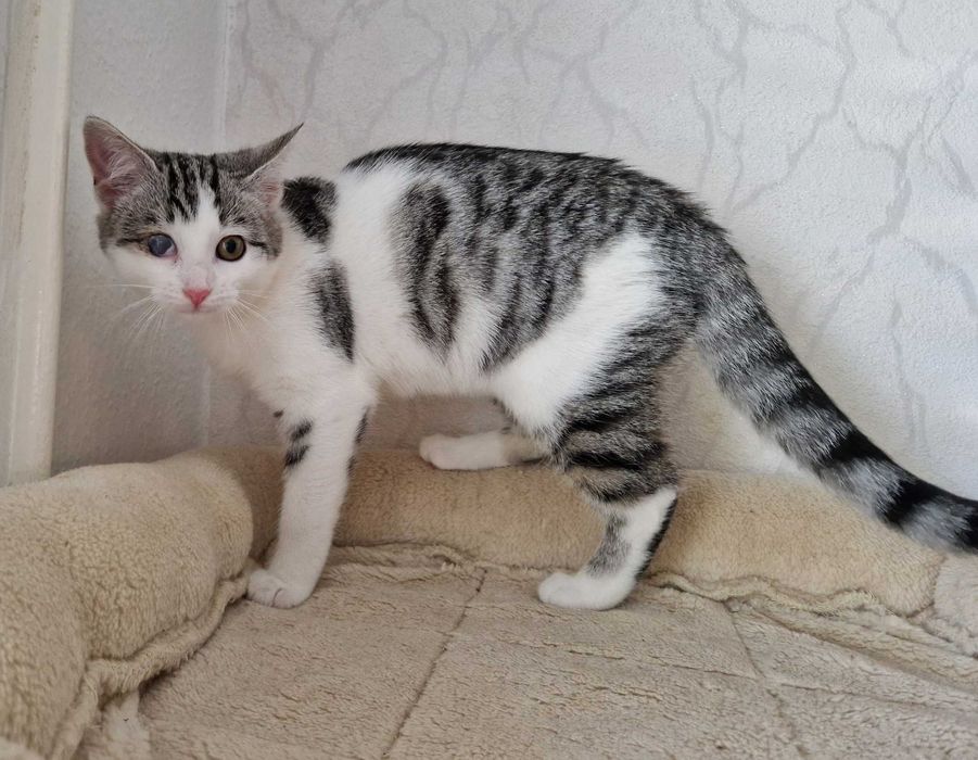 Wspaniałe kocięta szukają swoich domów