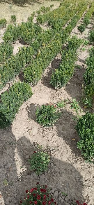 Продам сажанці замшиту.