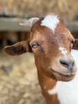 Mini Cabras Dóceis