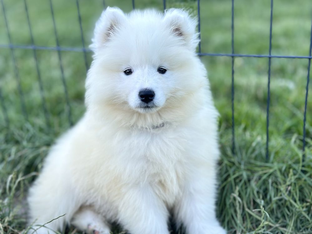 Suczka Samoyed - już do odbioru !
