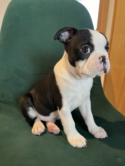Boston Terrier - uroczy szczeniaczek