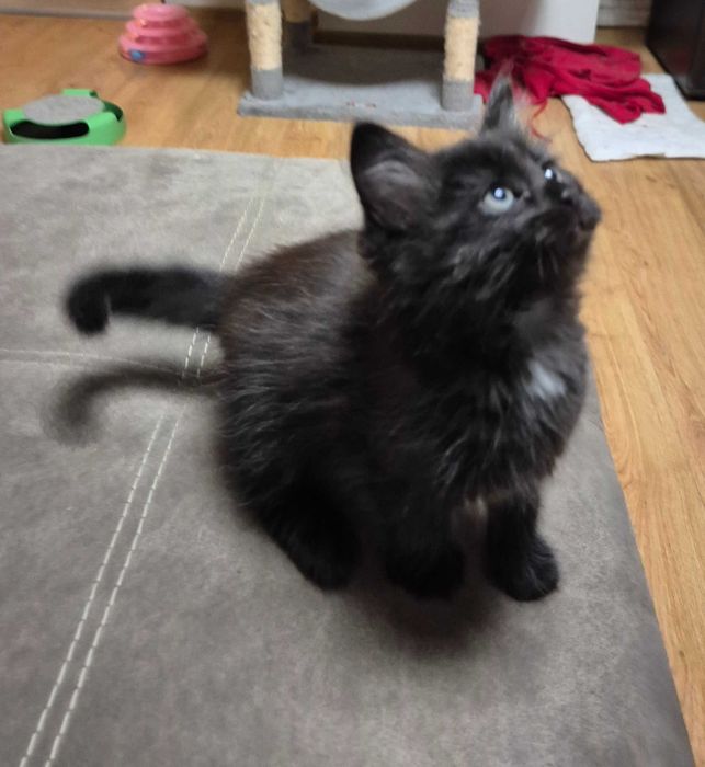 OSTATNI Czarny Syberyjski Kocurek rodowód FPL