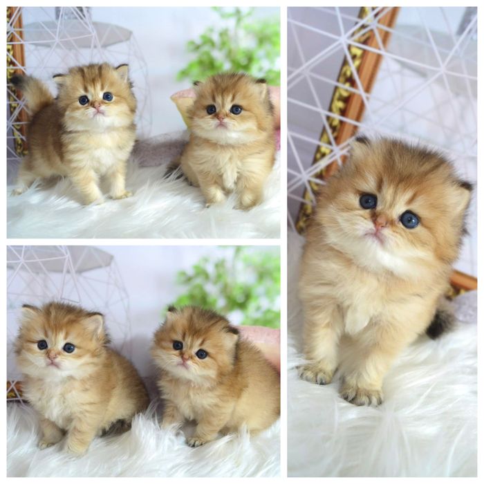 Британские котята золотая шиншилла
