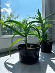 ALOES leczniczy (drzewiasty)