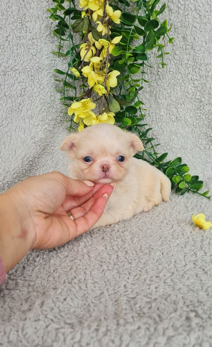 Excecional menina mini pelo longo Chihuahua/Chiuaua LinhagemRussa