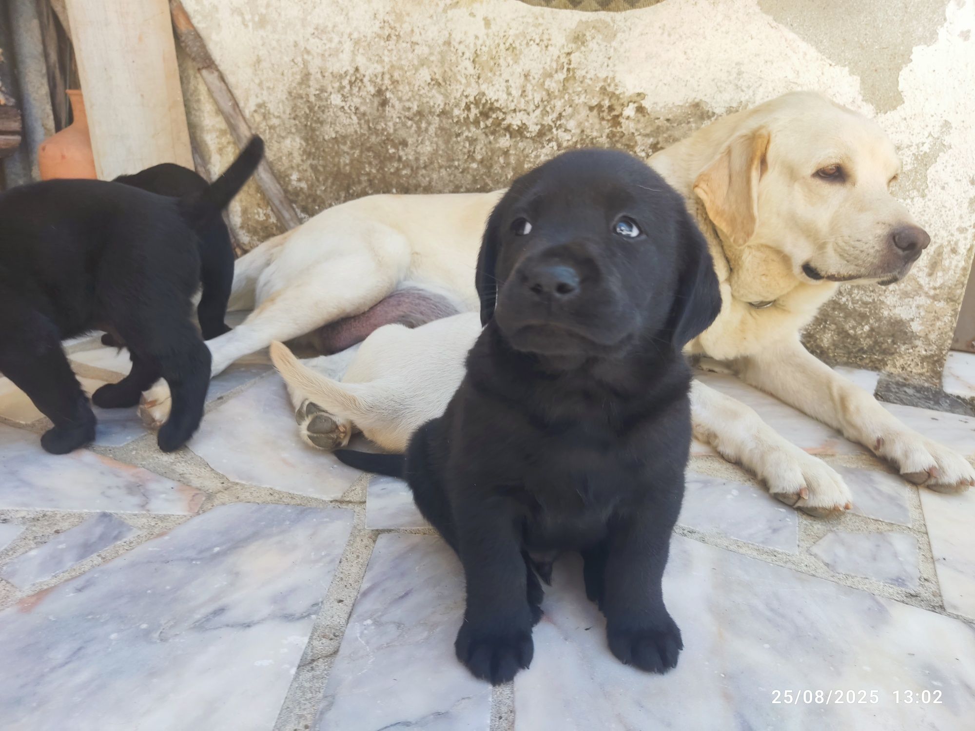Cachorro procura nova família