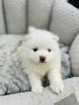 Szpic Miniaturowy Pomeranian