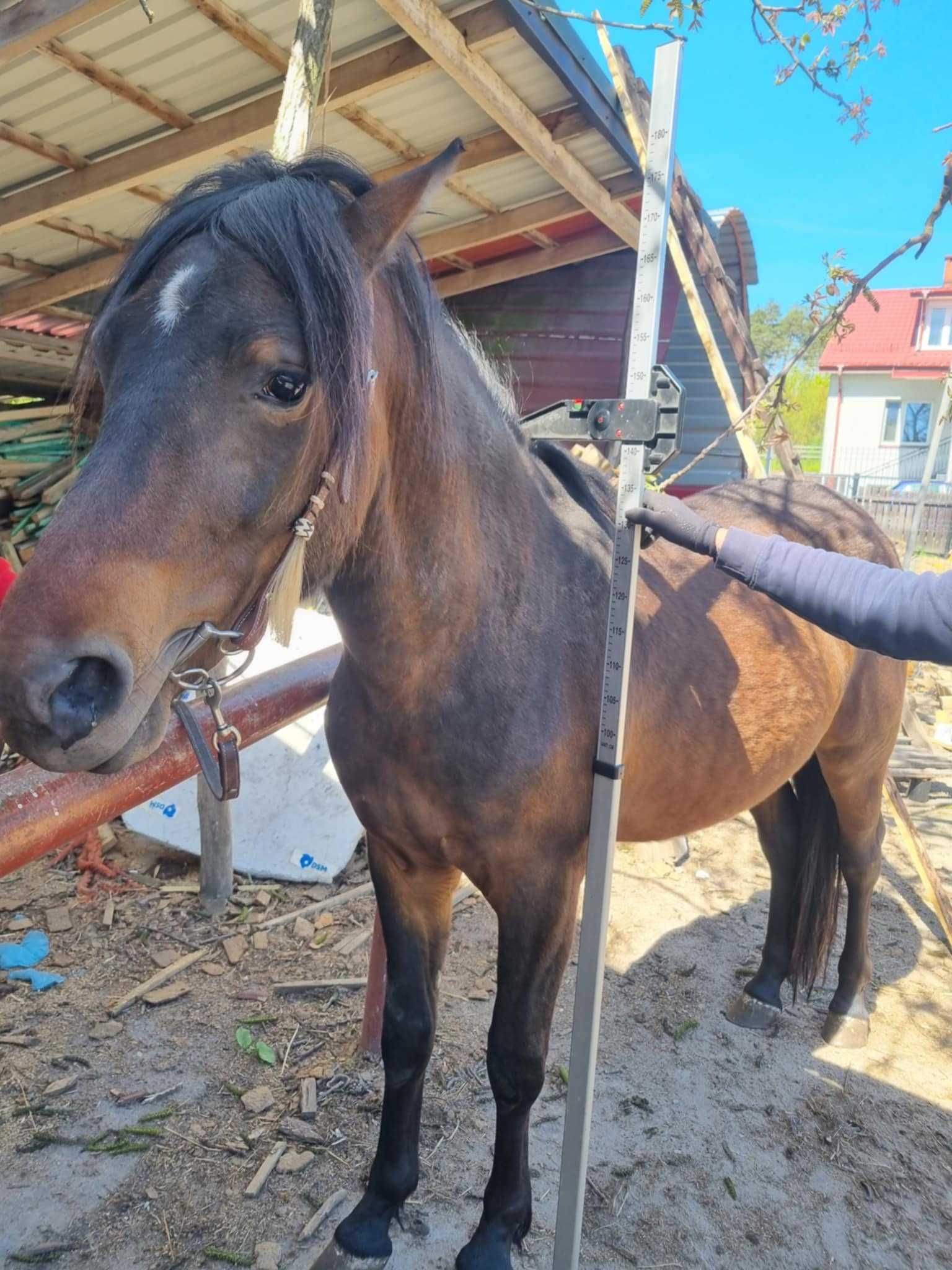 sprzedam 2 letniego wałacha hucuła