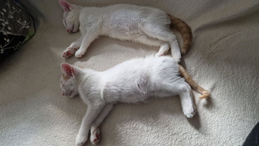 Dwie koteczki do adopcji