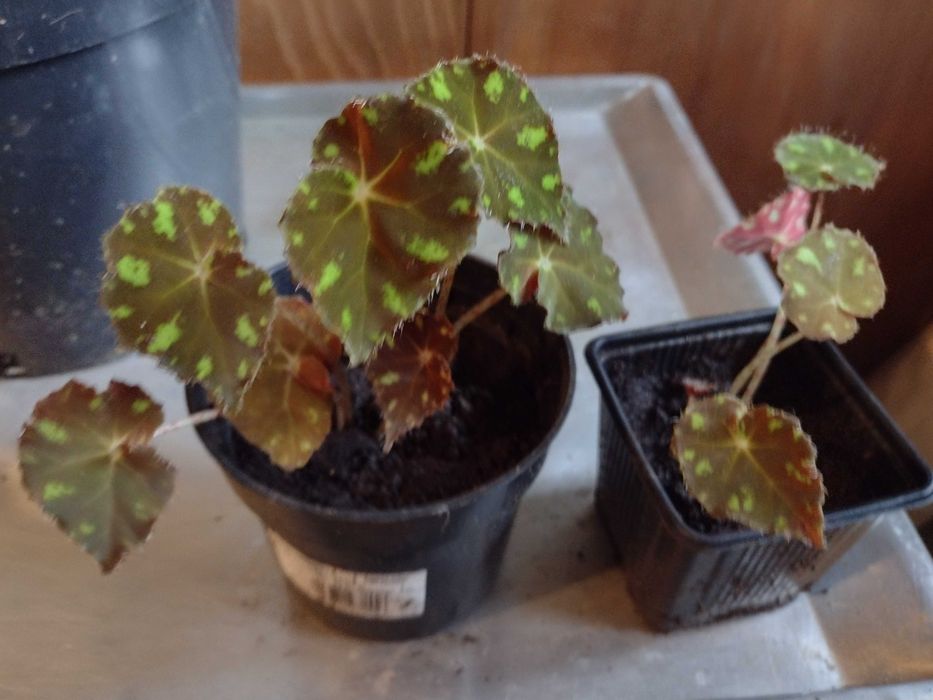 begonia  Tiger   OKAZJA!!!